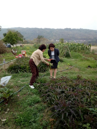區公所貴賓仔細瞭解菜園種植種類